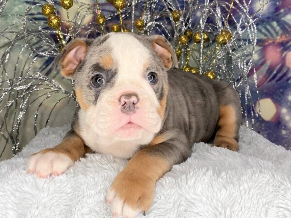 English Bulldog DOG Female BLUE MERLE 2411 Petland Lancaster, Ohio