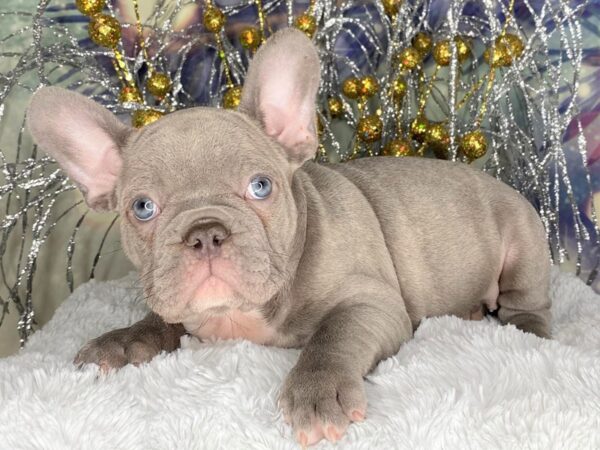 French Bulldog DOG Male BLUE 2408 Petland Lancaster, Ohio