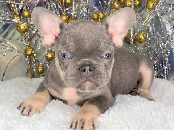 French Bulldog DOG Male Blue / Tan 2409 Petland Lancaster, Ohio