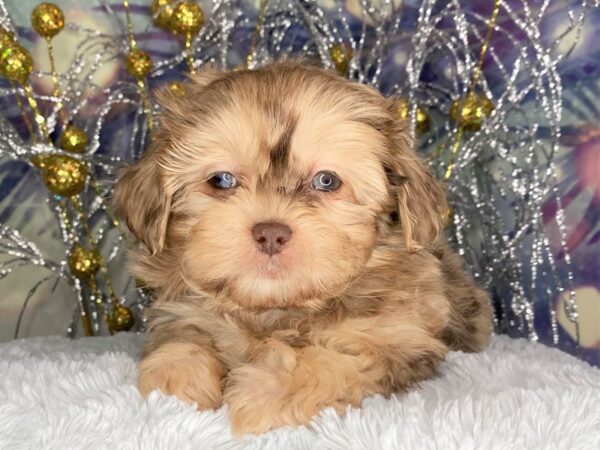 Shihpoo-DOG-Male-Chocolate Merle-2406-Petland Lancaster, Ohio