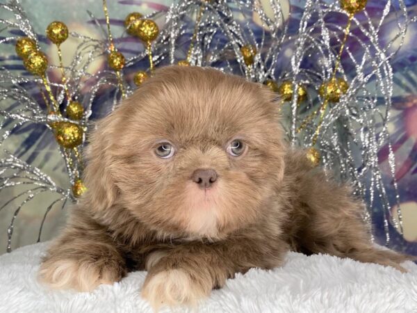 Shih Tzu-DOG-Male-Lavender-2407-Petland Lancaster, Ohio
