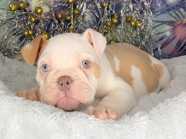 English Bulldog DOG Male Lilac 2385 Petland Lancaster, Ohio