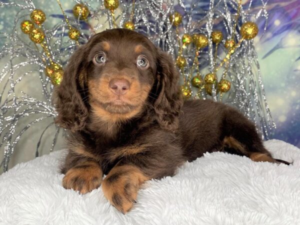 Dachshund DOG Male Chocolate / Tan 2416 Petland Lancaster, Ohio