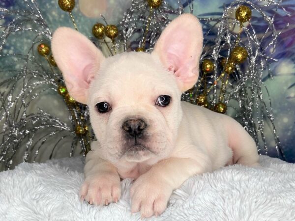 French Bulldog DOG Female Cream 2419 Petland Lancaster, Ohio