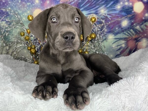 Great Dane DOG Female Blue 2420 Petland Lancaster