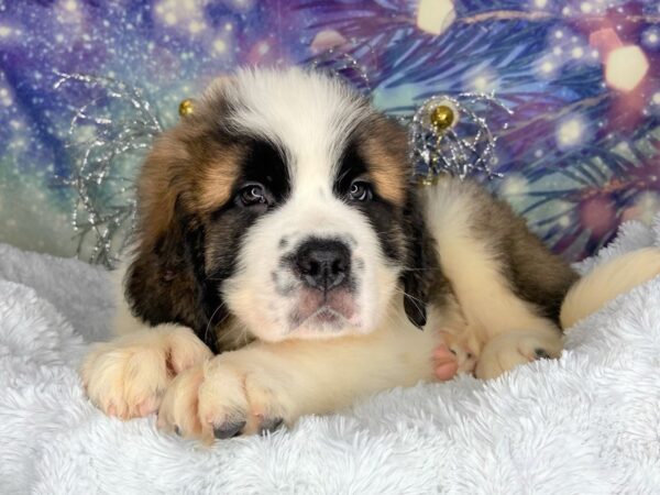 Saint Bernard DOG Male Mahogany / White 2421 Petland Lancaster, Ohio