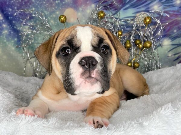 Olde English Bulldog DOG Female 2422 Petland Lancaster, Ohio