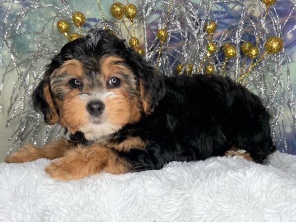 Yorkiepoo-DOG-Female-Black/tan-2428-Petland Lancaster, Ohio