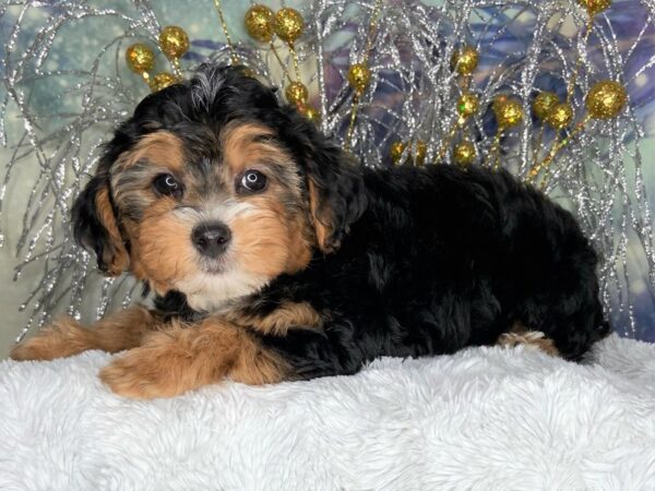 Yorkiepoo DOG Female Black/tan 2428 Petland Lancaster, Ohio