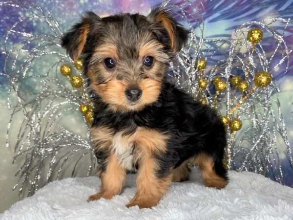 Yorkshire Terrier DOG Female Black and Tan 2429 Petland Lancaster, Ohio