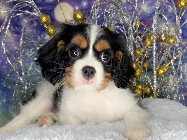 Cavalier King Charles Spaniel-DOG-Female--2424-Petland Lancaster, Ohio