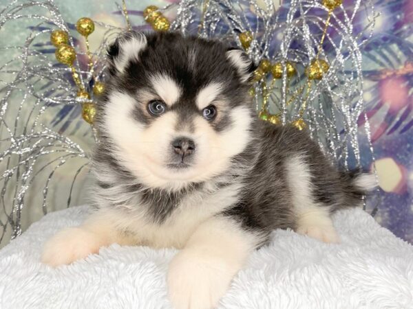 Pomsky 2nd Gen-DOG-Male-BLK WH-2413-Petland Lancaster, Ohio