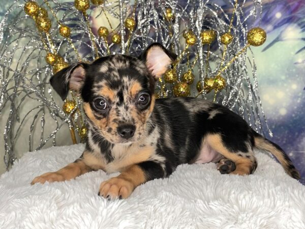 Chihuahua-DOG-Male-blue merle-2432-Petland Lancaster, Ohio