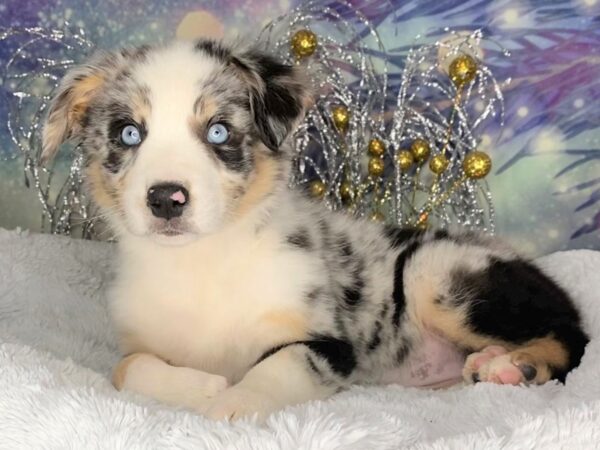 Australian Shepherd DOG Female Blue merle 2436 Petland Lancaster, Ohio