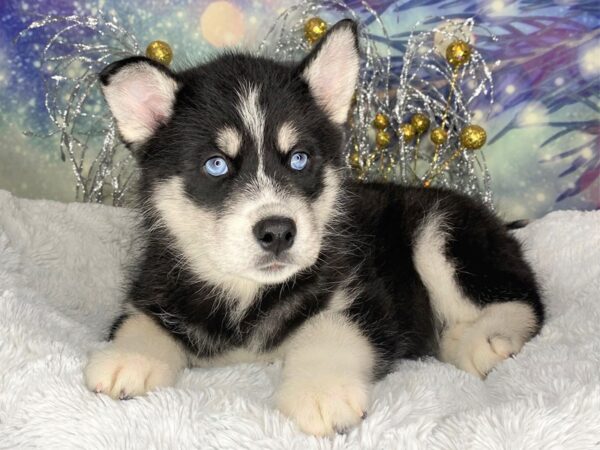 Siberian Husky DOG Female blk/wht 2433 Petland Lancaster, Ohio