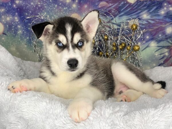 Siberian Husky DOG Male blk/wht 2435 Petland Lancaster, Ohio