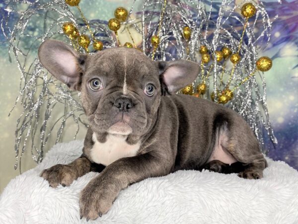 Frenchton-DOG-Female-BLUE-2431-Petland Lancaster, Ohio