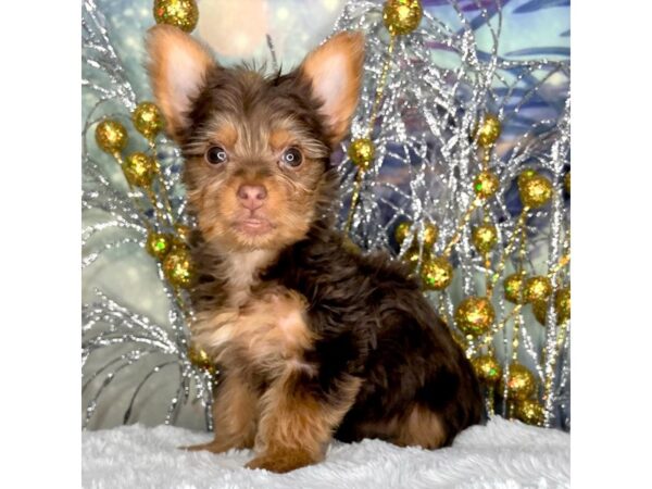 Yorkshire Terrier DOG Female Chocolate and tan 2430 Petland Lancaster, Ohio