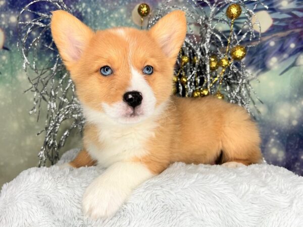 Pembroke Welsh Corgi-DOG-Male-Red / White-2438-Petland Lancaster, Ohio