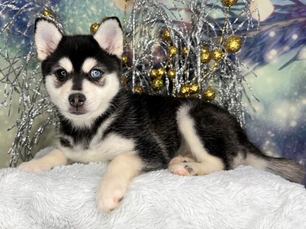 Alaskan Klee Kai DOG Female Black / White 2437 Petland Lancaster, Ohio