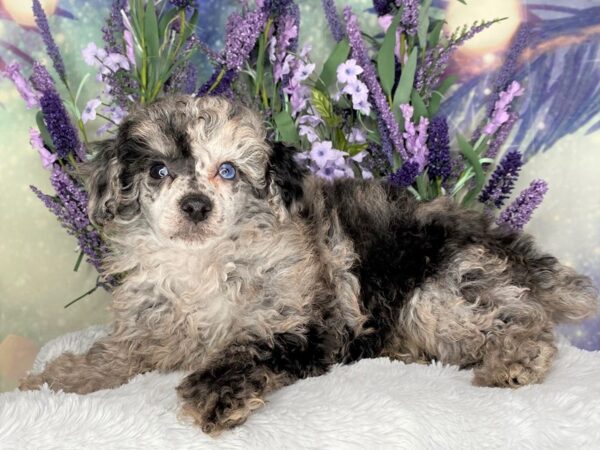 Miniature Poodle DOG Female Blue Merle 2439 Petland Lancaster, Ohio