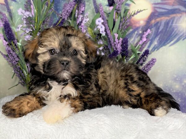 Shihpoo DOG Female 2440 Petland Lancaster, Ohio