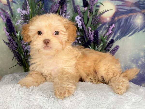 Shihpoo DOG Female Apricot 2441 Petland Lancaster, Ohio