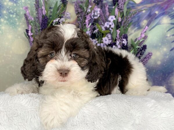 Daisy Dog-DOG-Female-choc wh-2443-Petland Lancaster, Ohio