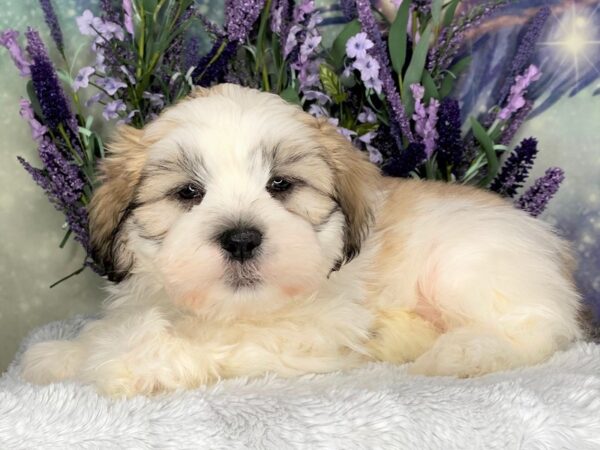 Shichon DOG Male BROWN WHITE 2444 Petland Lancaster, Ohio