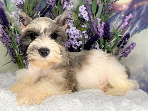 Miniature Schnauzer DOG Male Merle 2446 Petland Lancaster, Ohio