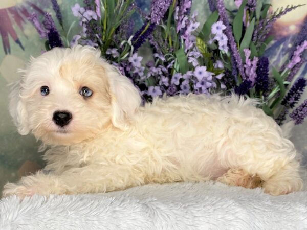 Havapoo-DOG-Male-Blue / White-2445-Petland Lancaster, Ohio