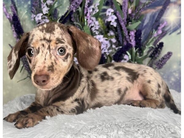 Dachshund DOG Male 2448 Petland Lancaster, Ohio