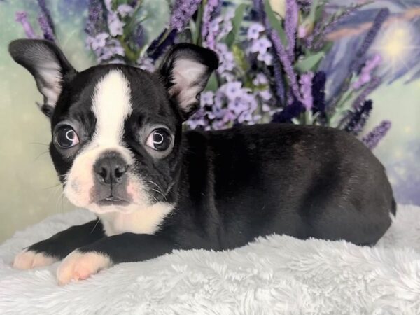Boston Terrier-DOG-Female-Black-2447-Petland Lancaster, Ohio