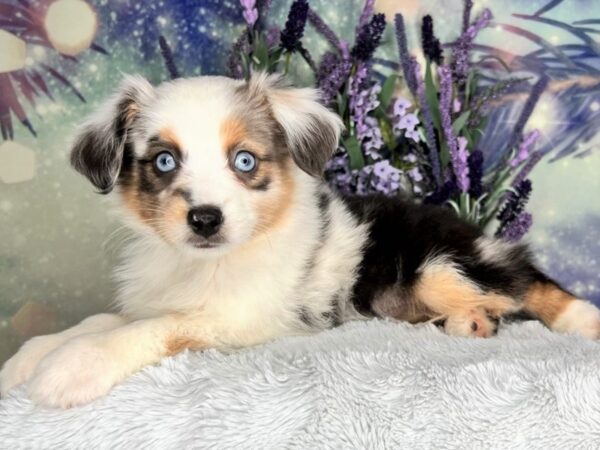 Australian Shepherd DOG Female Blue Merle 2450 Petland Lancaster, Ohio