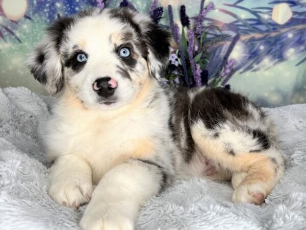 Australian Shepherd DOG Female Blue Merle 2451 Petland Lancaster, Ohio