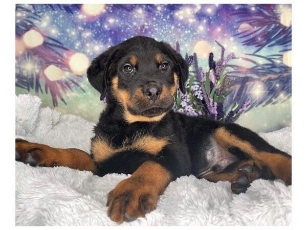 Rottweiler-DOG-Male-Black / Tan-2452-Petland Lancaster, Ohio