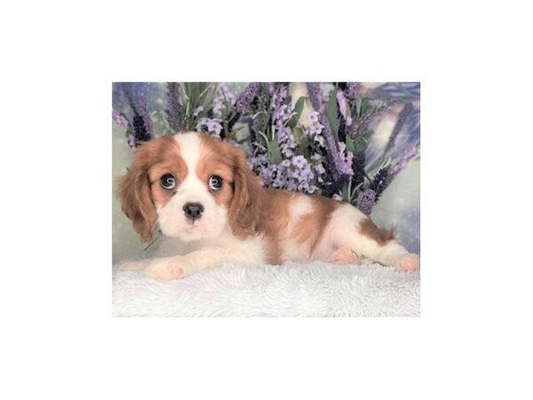Cavalier King Charles Spaniel-DOG-Female-ruby/white-2468-Petland Lancaster, Ohio