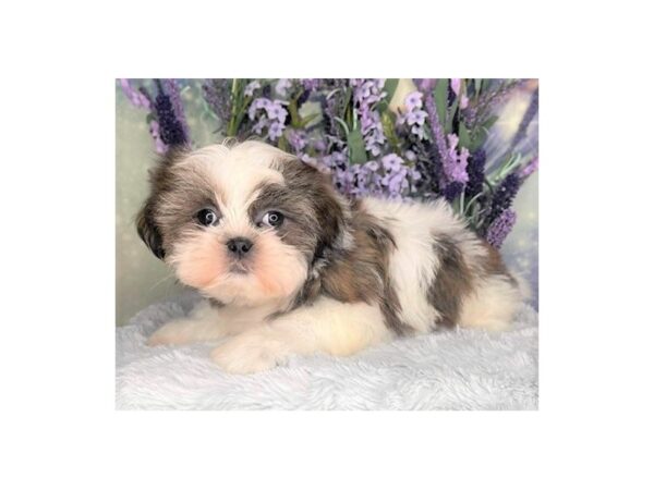 Shih Tzu DOG Male BRINDLE WHITE 2464 Petland Lancaster, Ohio