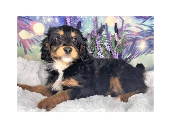 Aussiedoodle Mini-DOG-Male-Black / Tan-2458-Petland Lancaster, Ohio