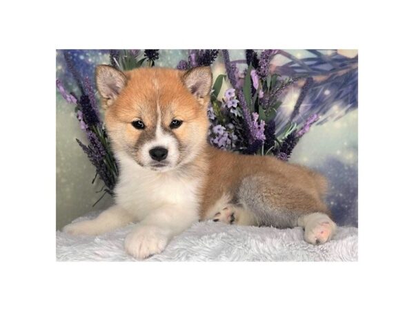 Shiba Inu DOG Male Red Sesame 2453 Petland Lancaster, Ohio