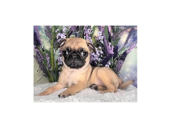 Pug-DOG-Female-Fawn-2454-Petland Lancaster, Ohio