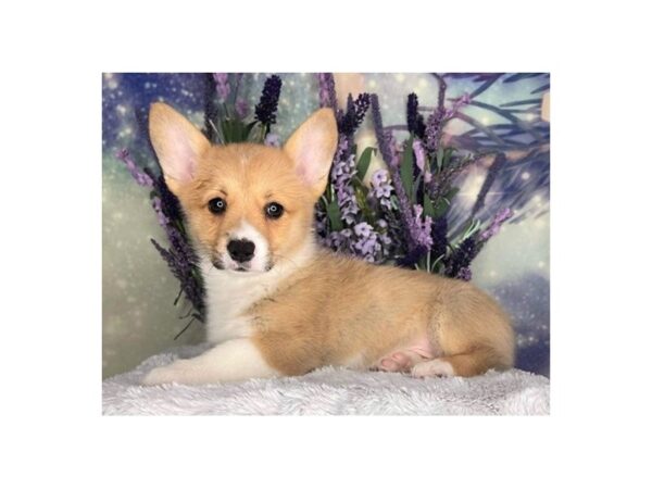 Pembroke Welsh Corgi-DOG-Female-Red-2457-Petland Lancaster, Ohio
