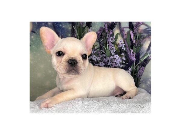 French Bulldog DOG Female Cream 2459 Petland Lancaster, Ohio