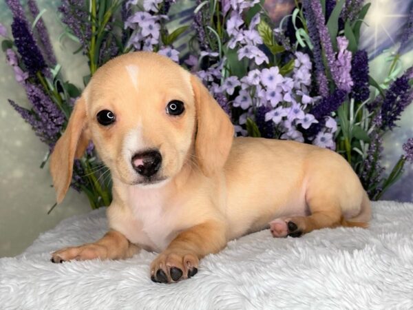 Dachshund DOG Female Fawn (Isabella) / Tan 2456 Petland Lancaster, Ohio