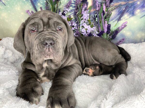 Neapolitan Mastiff DOG Male Blue 2460 Petland Lancaster, Ohio