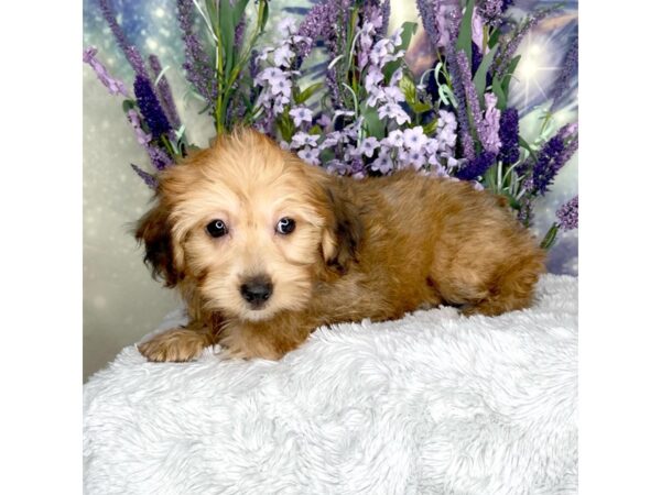 Havapoo-DOG-Female-brown-2467-Petland Lancaster, Ohio