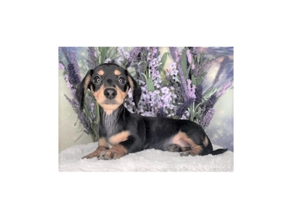 Dachshund-DOG-Female-BLK TAN-2465-Petland Lancaster, Ohio