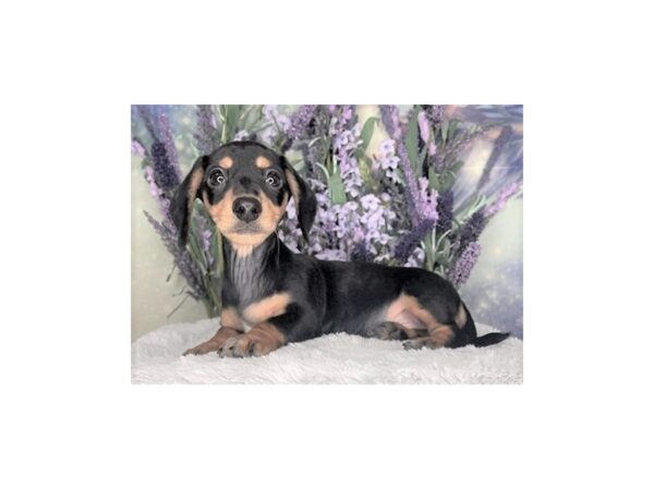 Dachshund DOG Female BLK TAN 2465 Petland Lancaster, Ohio