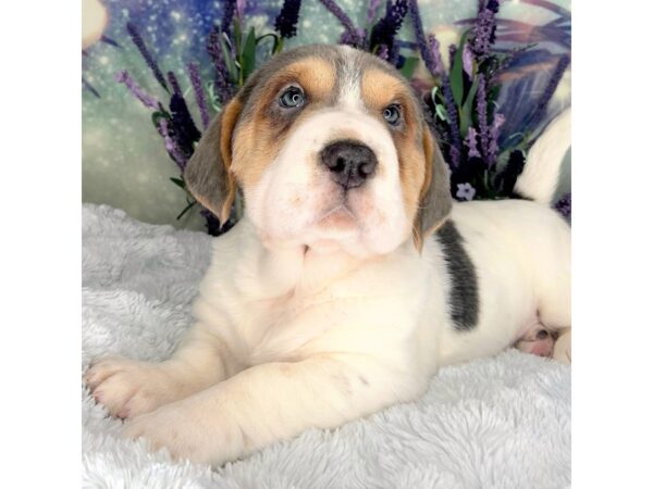 Walrus-DOG-Female-Lilac & White-2472-Petland Lancaster, Ohio