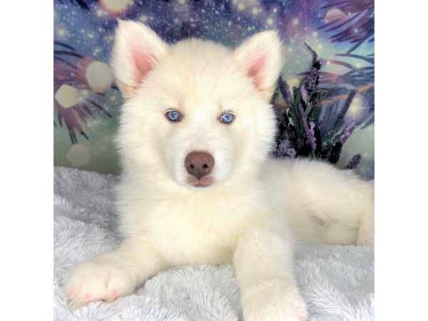 Siberian Husky DOG Female White 2470 Petland Lancaster, Ohio